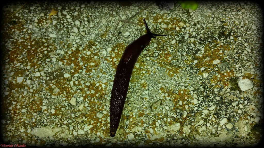 Arion sp. da Pescasseroli (AQ)